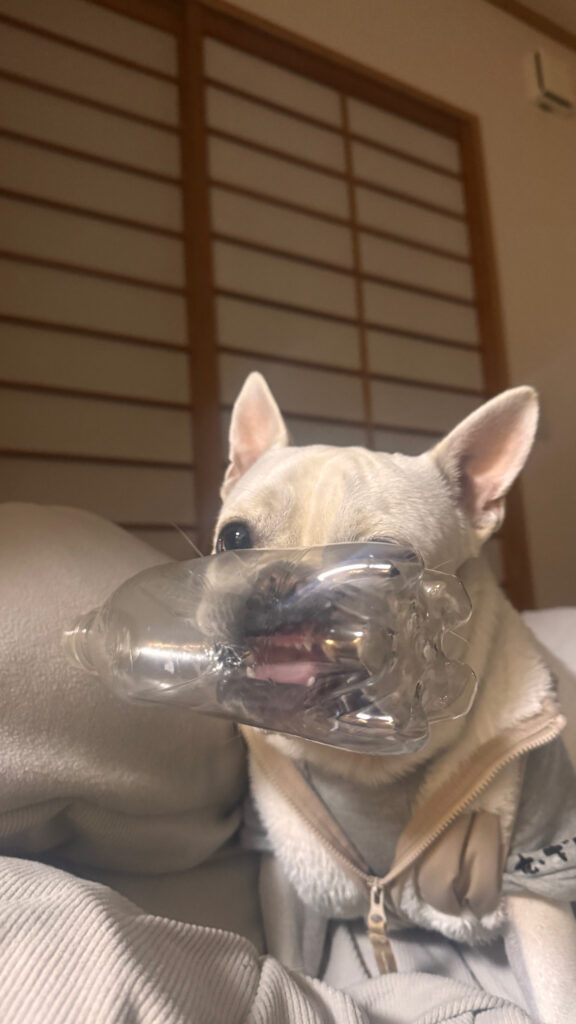 現在の画像: Pet mugishi