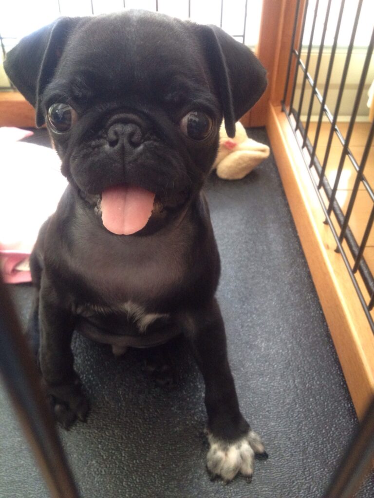 現在の画像: Frank month3