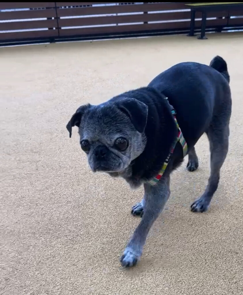 最新の写真を表示