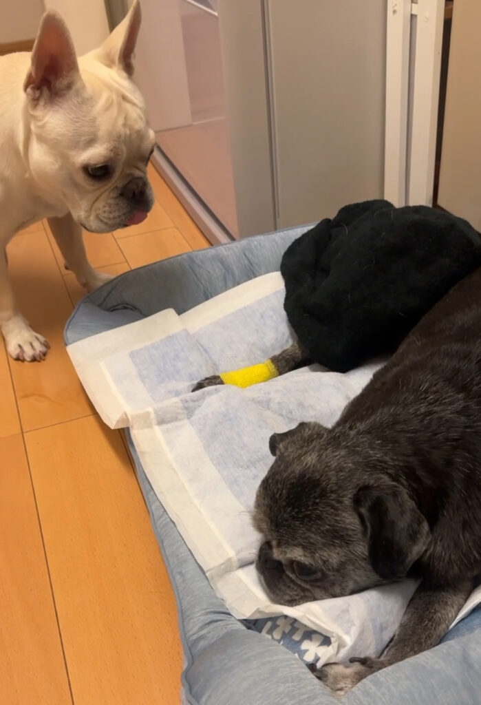 最新の写真を表示