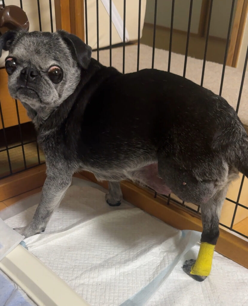 最新の写真を表示