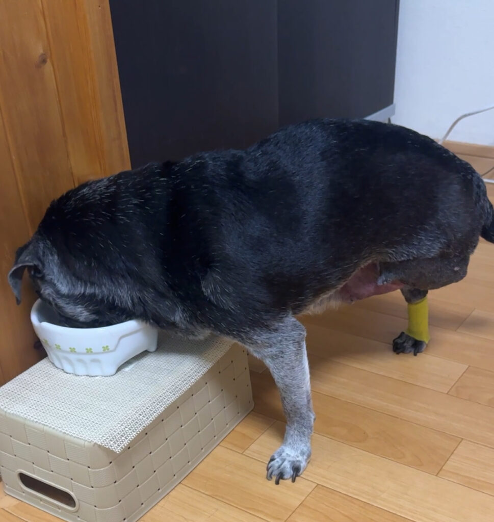 最新の写真を表示