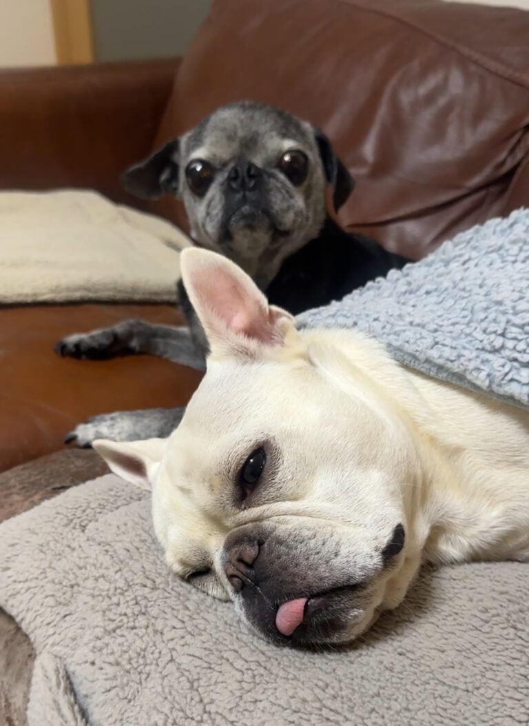 久々のソファー