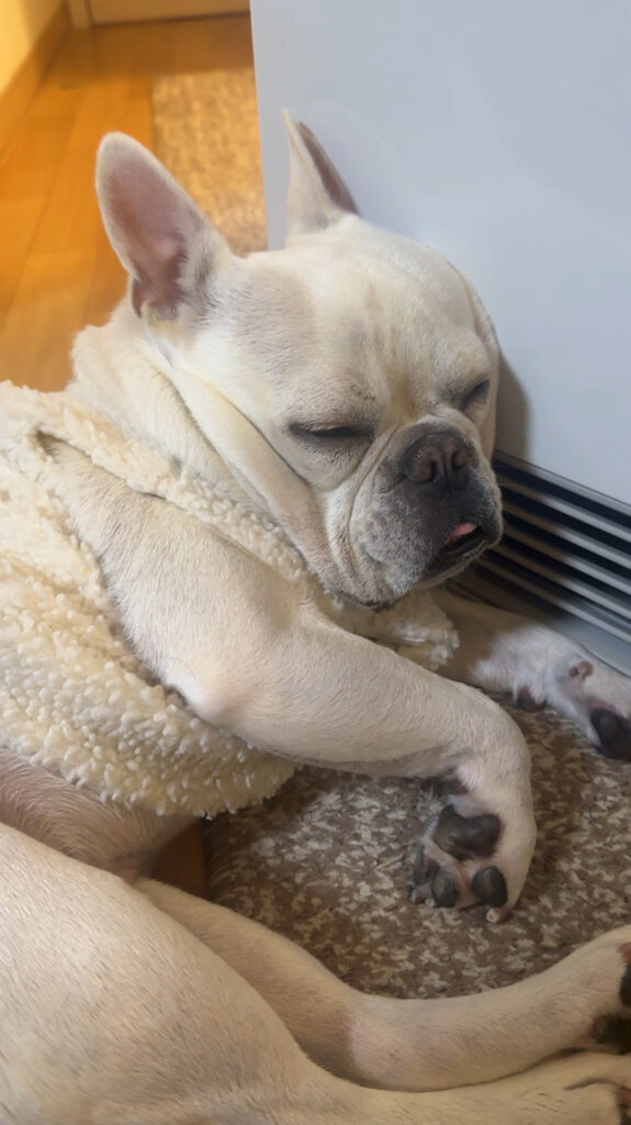 最新の写真を表示