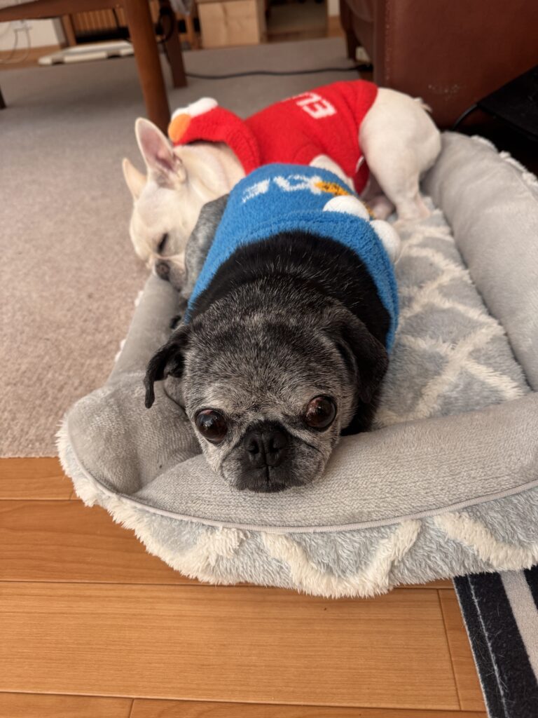 おそろいのセサミストリート