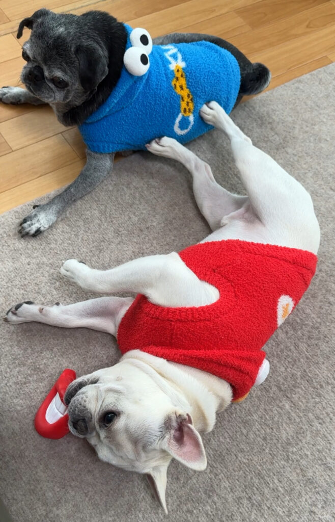 最新の写真を表示